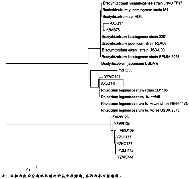 A kind of rhizobia axlq16 and its application