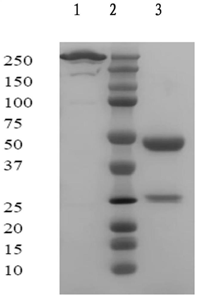 A fully human monoclonal antibody against complement c5 molecule and its application