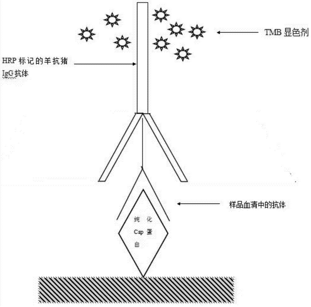 Porcine circovirus 2 type ELISA antibody detection kit