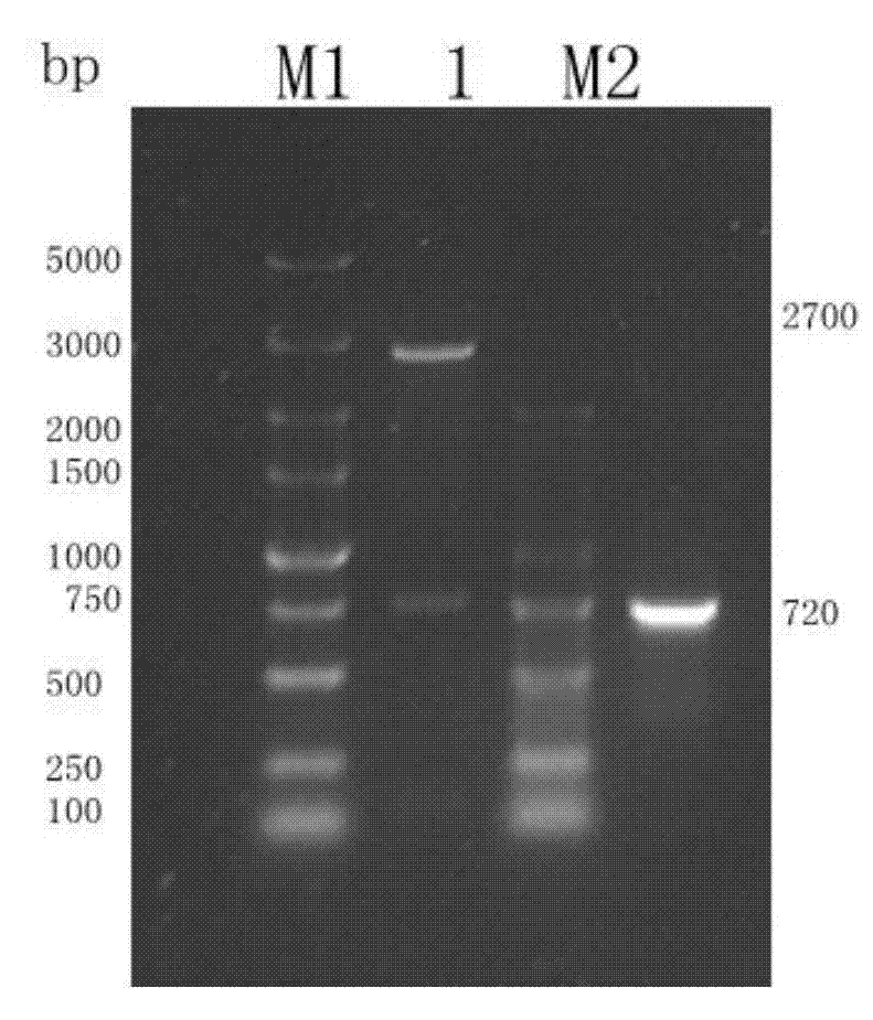 Porcine circovirus 2 type ELISA antibody detection kit