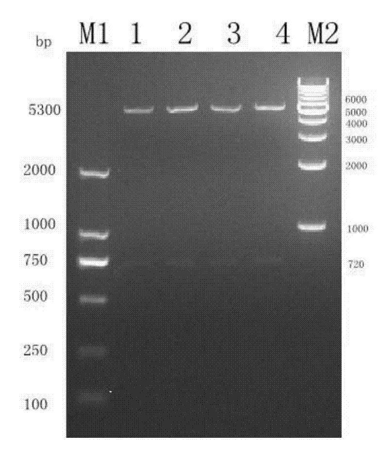 Porcine circovirus 2 type ELISA antibody detection kit