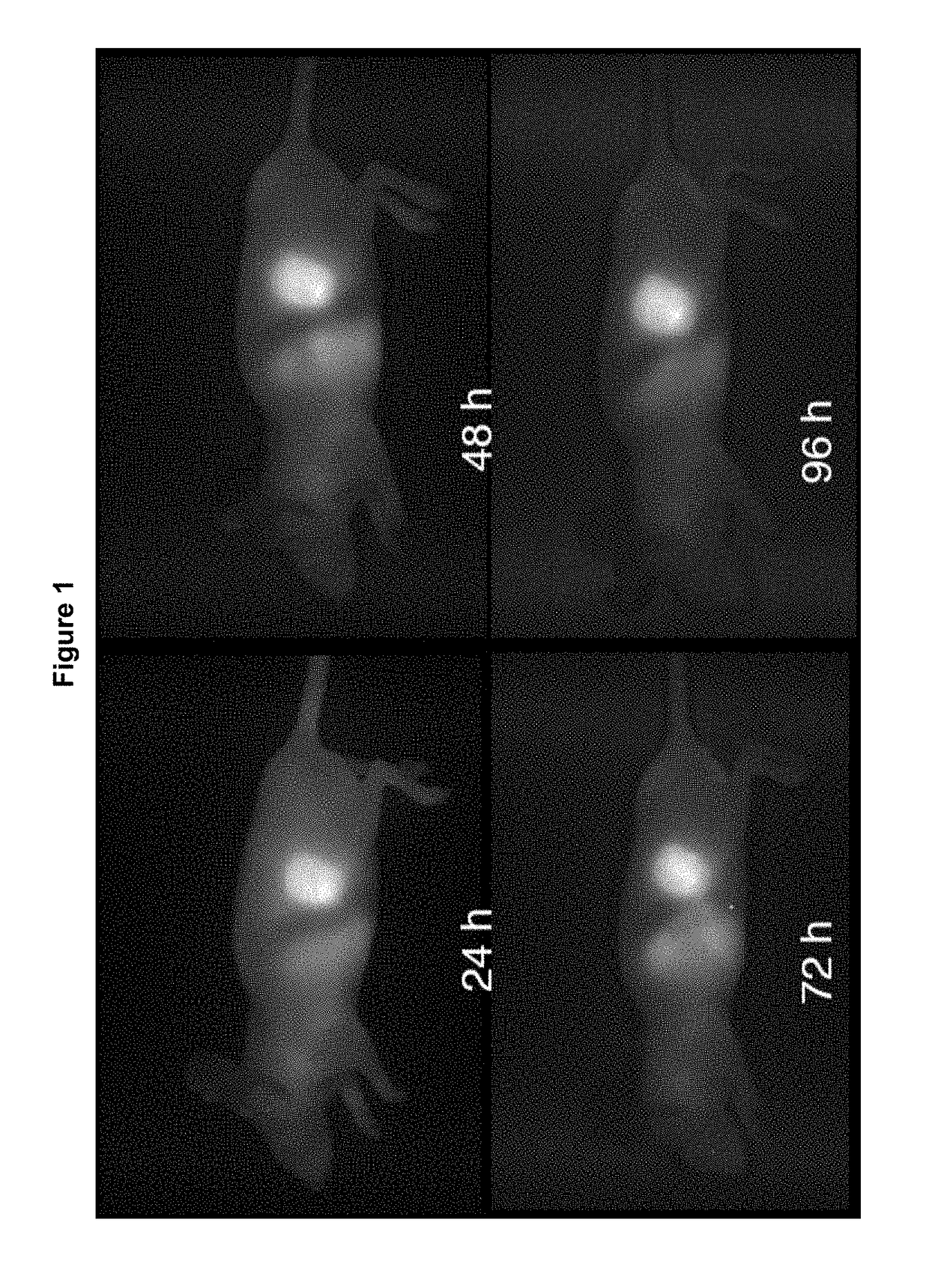 Nir-conjugated tumor-specific antibodies and uses thereof