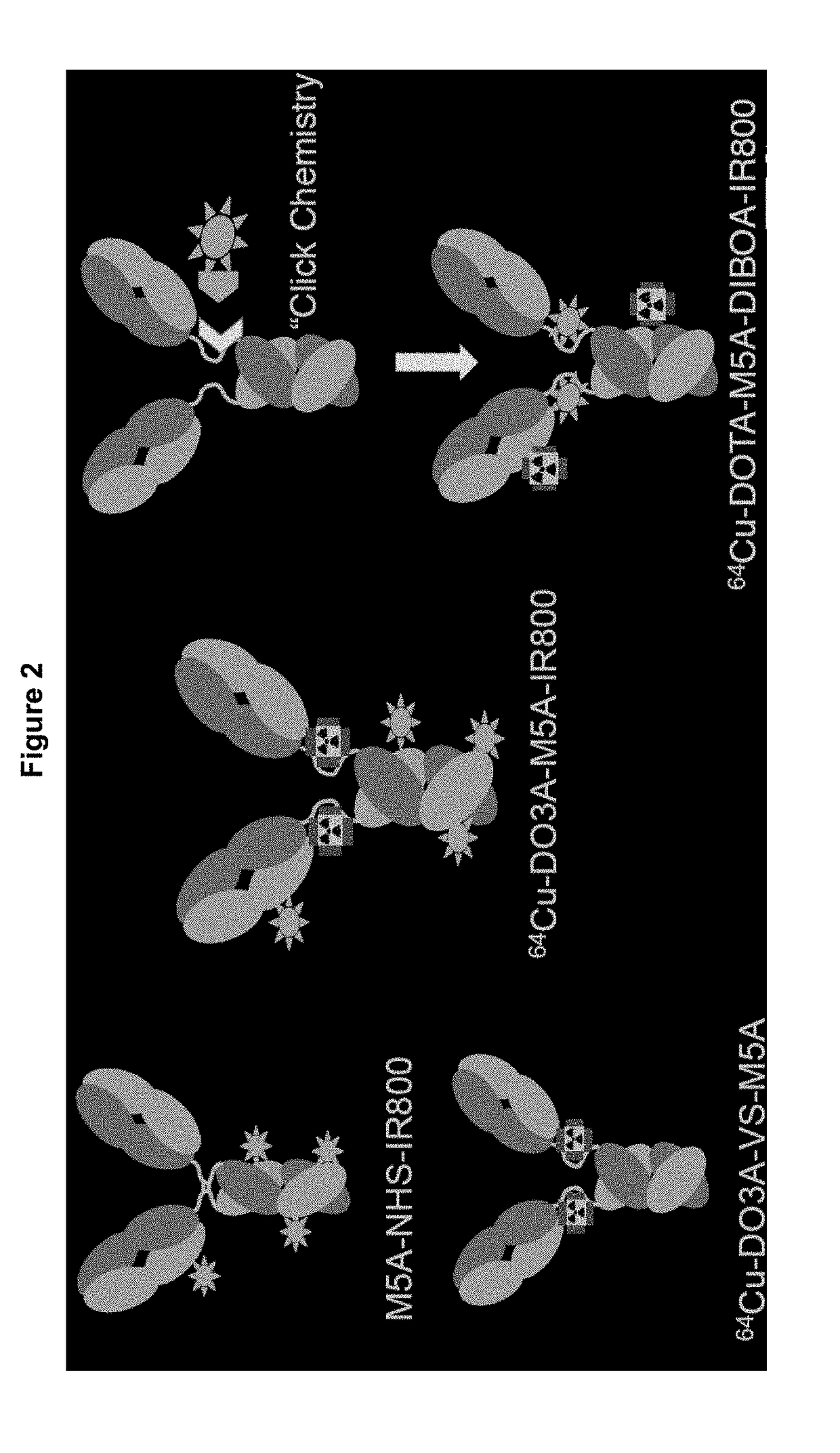 Nir-conjugated tumor-specific antibodies and uses thereof