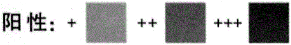 Occult blood detecting kit and application thereof