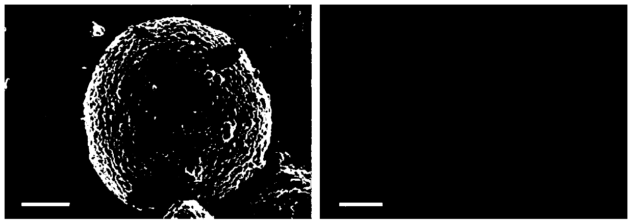 Ternary positive pole material with surface layer coated with lithium tungstate and doped with W and preparation method