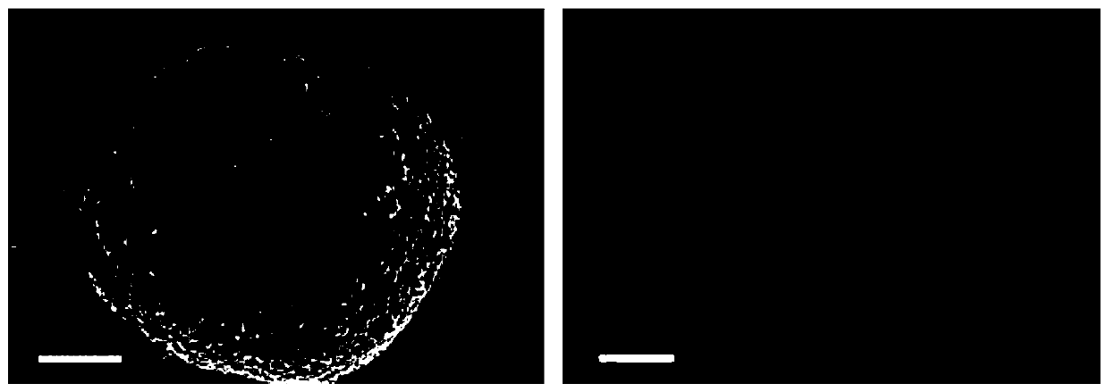 Ternary positive pole material with surface layer coated with lithium tungstate and doped with W and preparation method