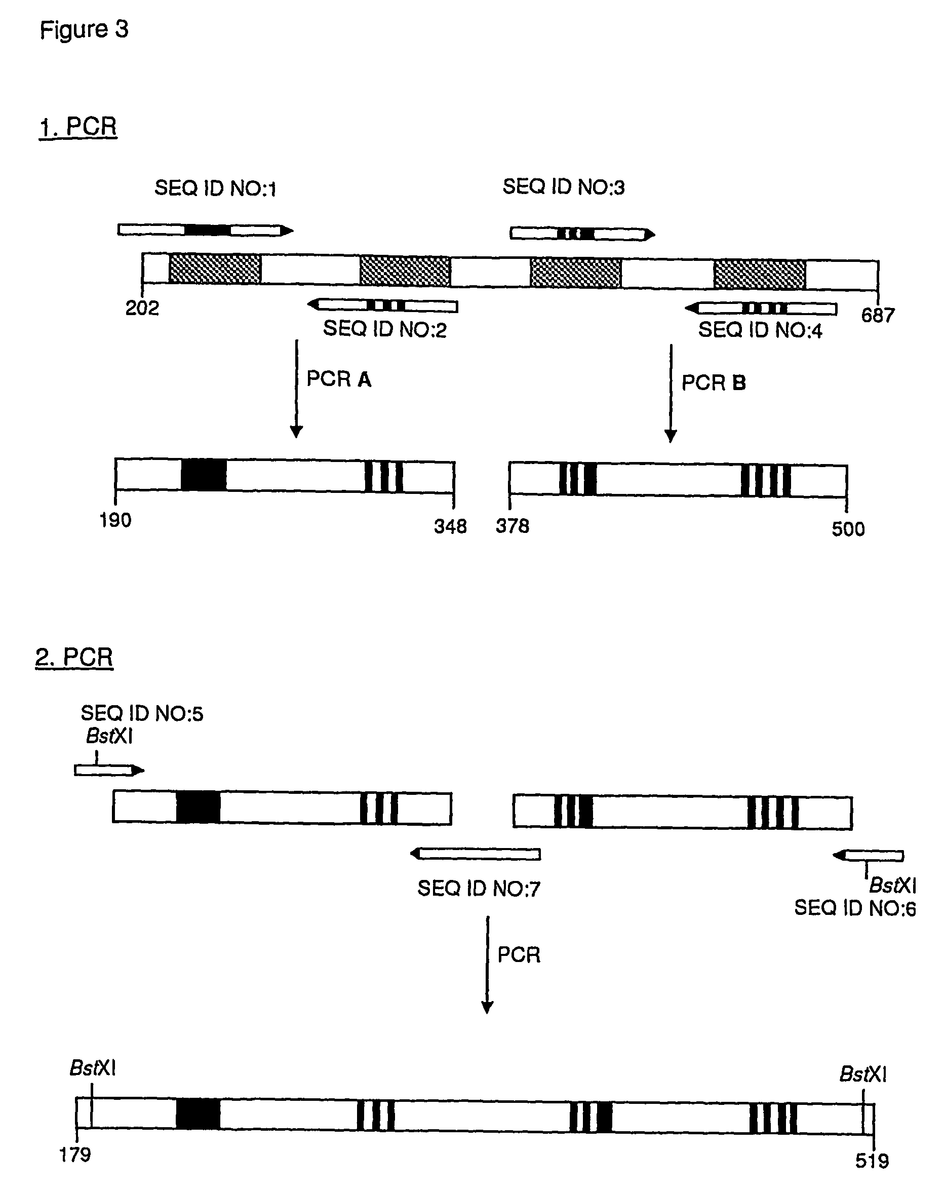 Muteins of human tear lipocalin