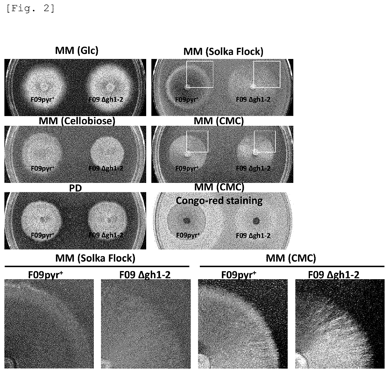 Protein Production Method and Disaccharide Production Method