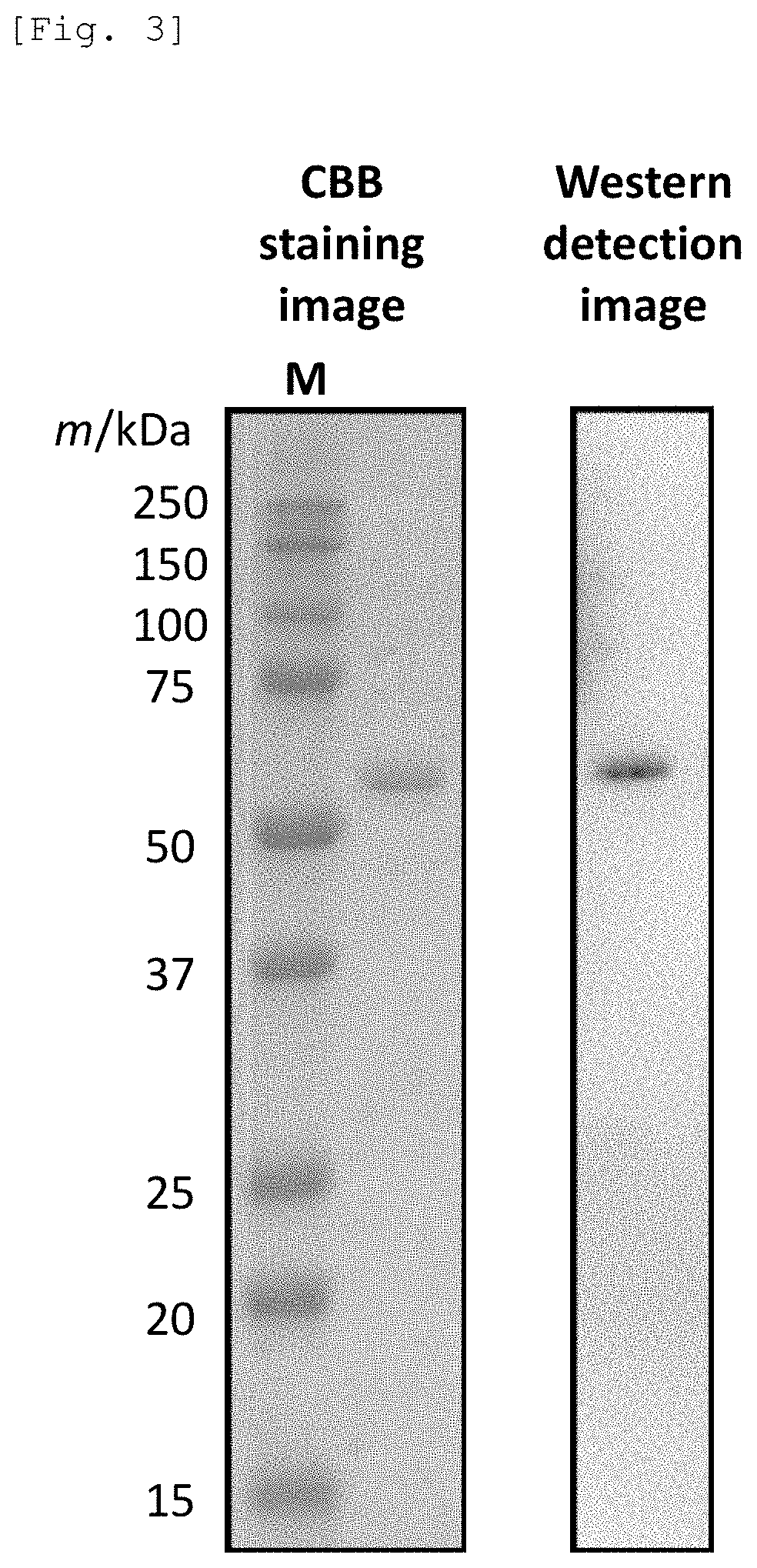 Protein Production Method and Disaccharide Production Method