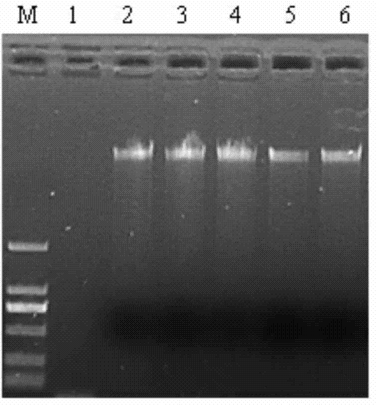 Method for quickly identifying purity of new watermelon species namely red peace hybrid seeds as well as primer and kit adopted by method