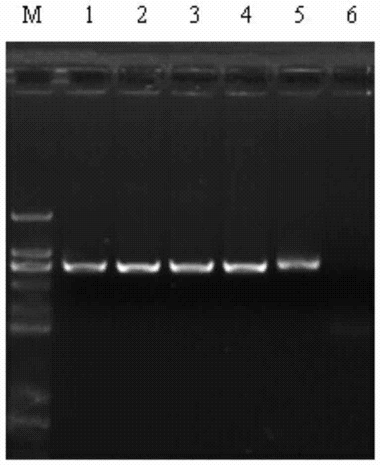 Method for quickly identifying purity of new watermelon species namely red peace hybrid seeds as well as primer and kit adopted by method