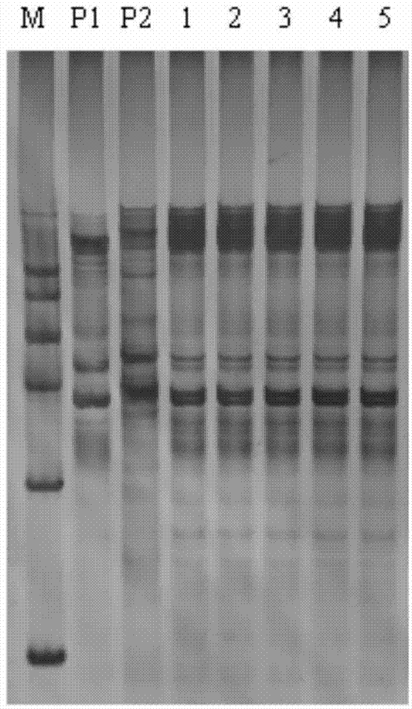 Method for quickly identifying purity of new watermelon species namely red peace hybrid seeds as well as primer and kit adopted by method