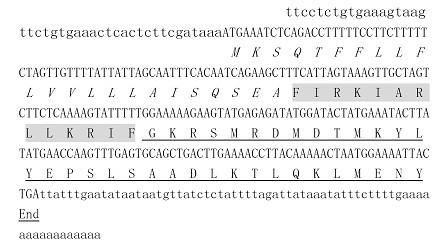 Anti-herpes simplex virus (HSV) active polypeptide of Tibetan Pi scorpion and application thereof