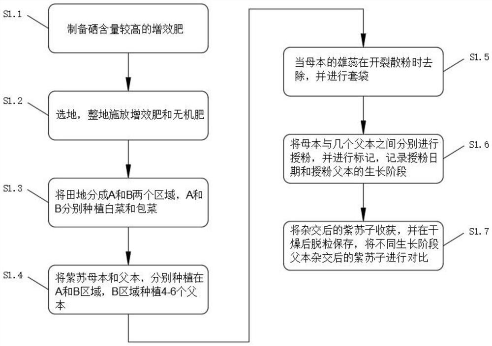 Selenium-rich purple perilla seed hybridization breeding method