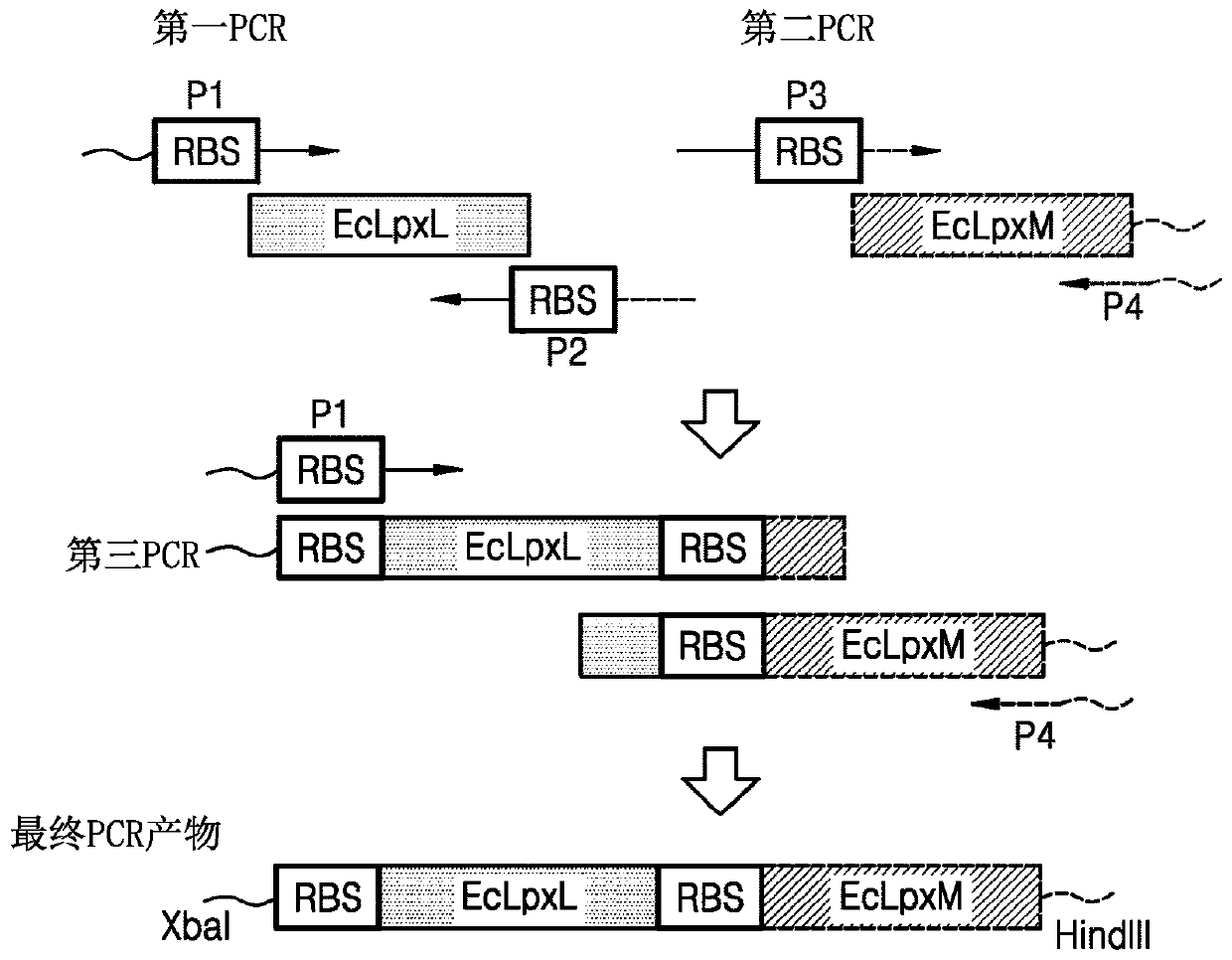 Bacterium constitutively producing monophosphoryl lipid a and method of producing monophosphoryl lipid a by using bacterium