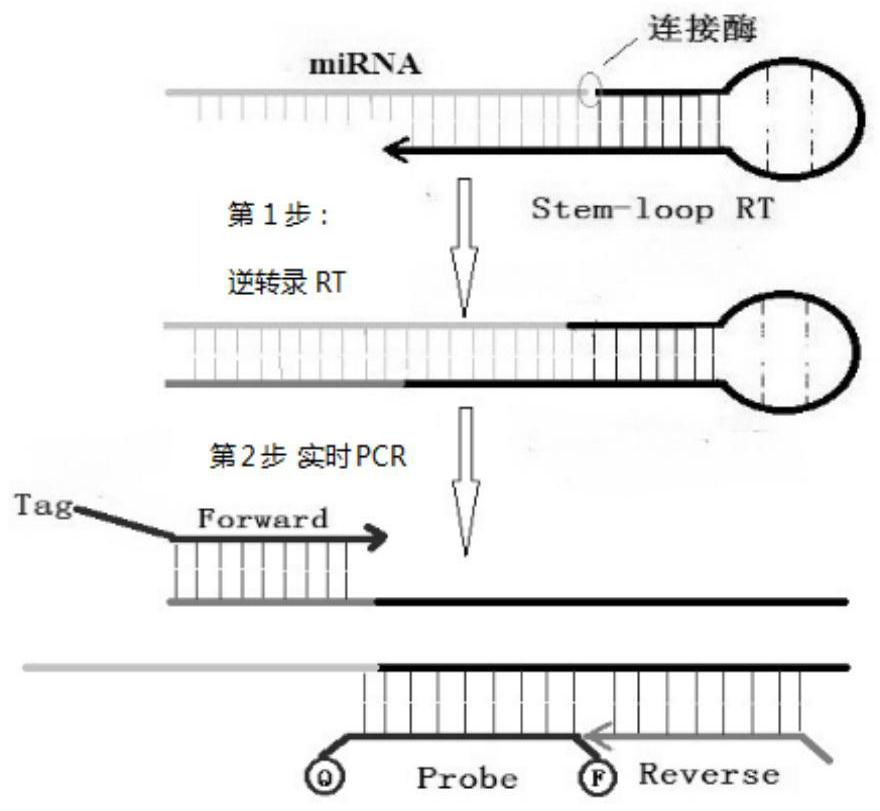 Application of exosomal microRNA molecular markers and kits for diagnosing esophageal cancer