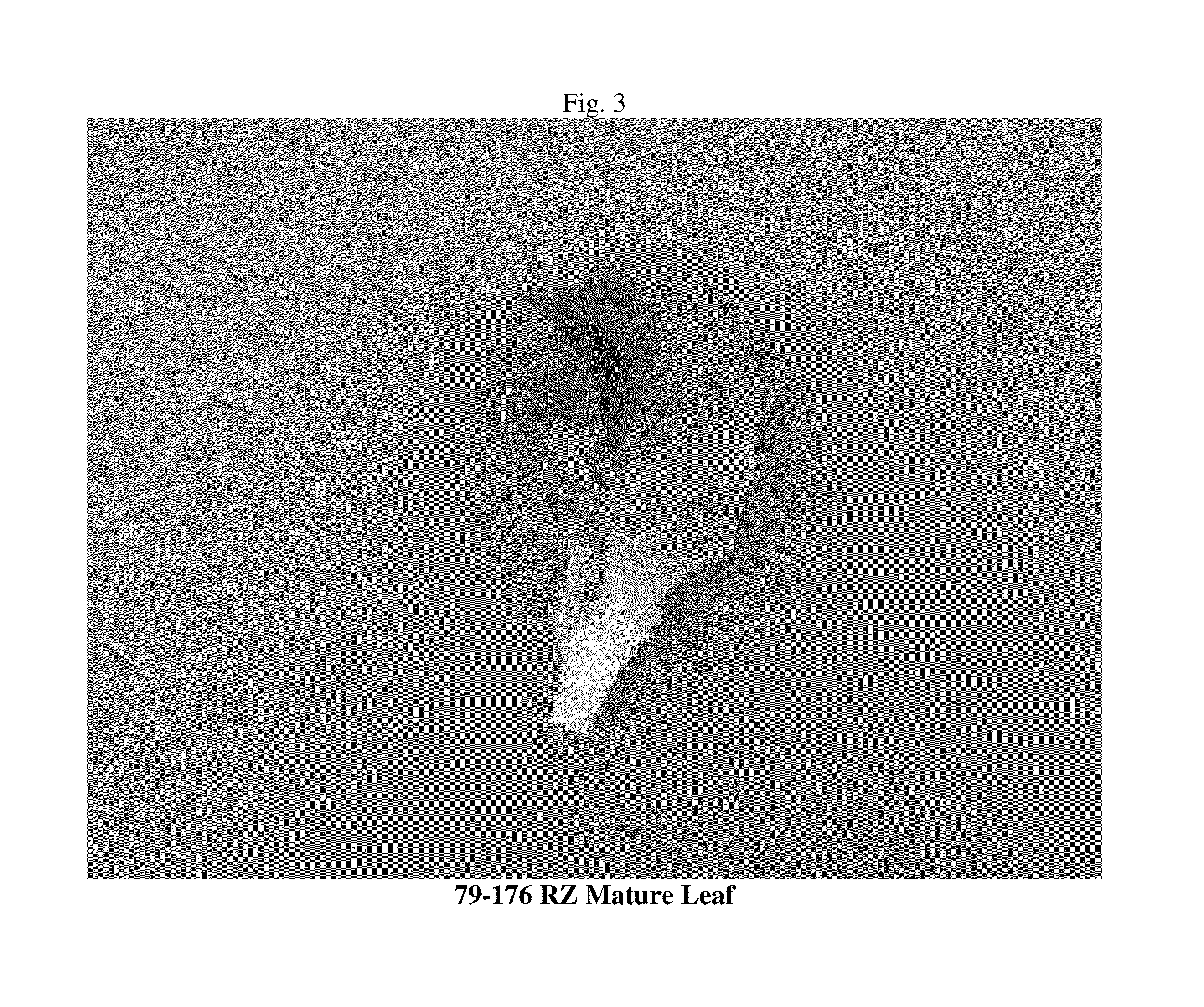 Lettuce variety 79-176 RZ