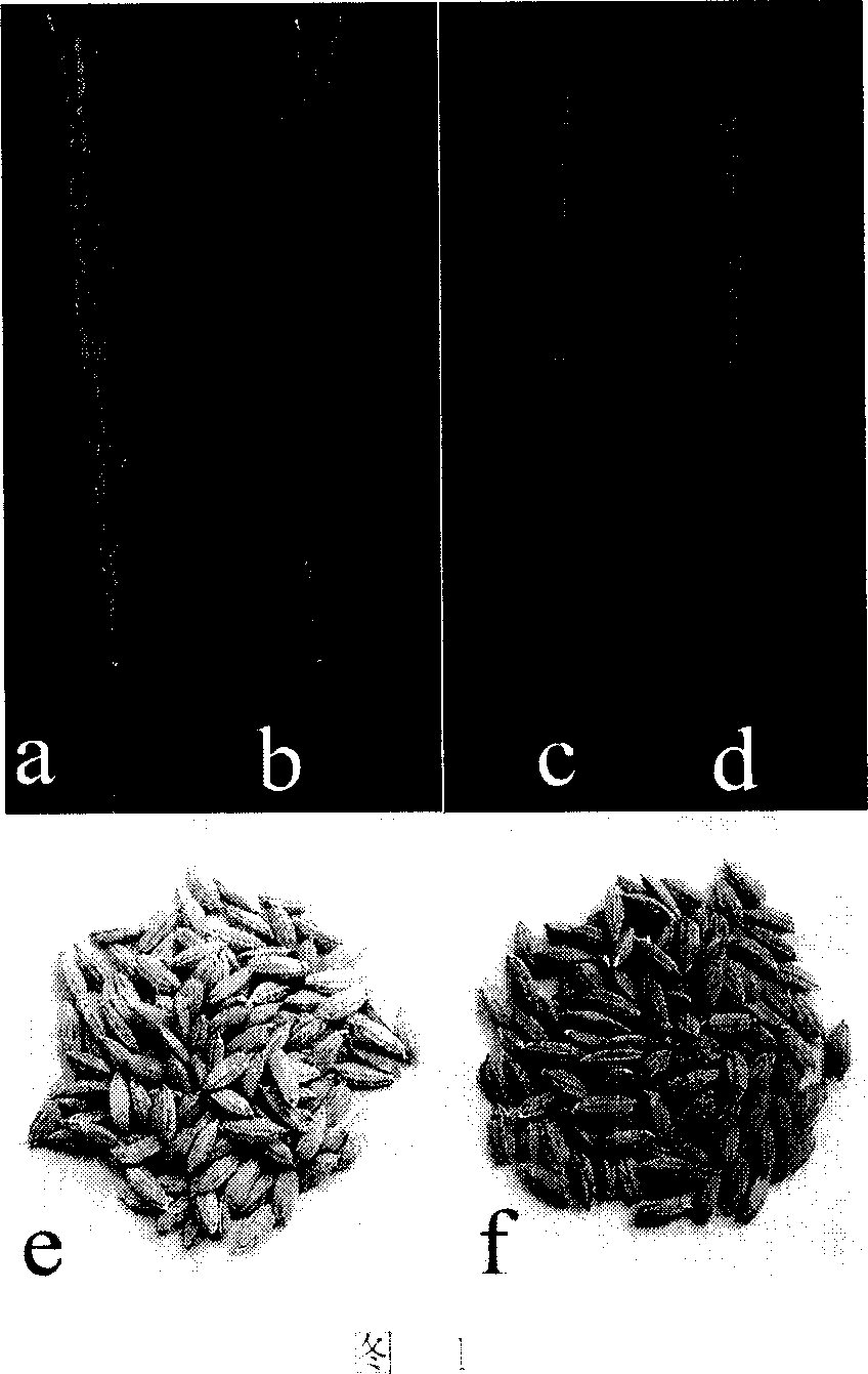 Lignin synthesis related protein and its coding gene and uses