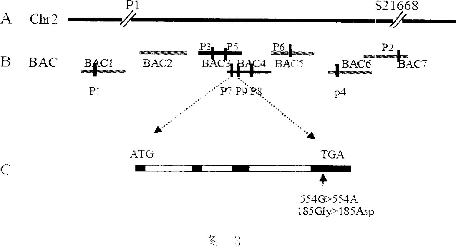 Lignin synthesis related protein and its coding gene and uses