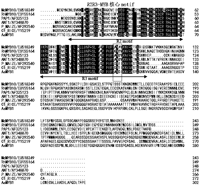 Anthurium myb transcription factor aamyb1 and its vector, engineering bacteria and application