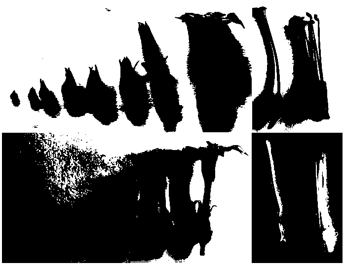 Anthurium myb transcription factor aamyb1 and its vector, engineering bacteria and application