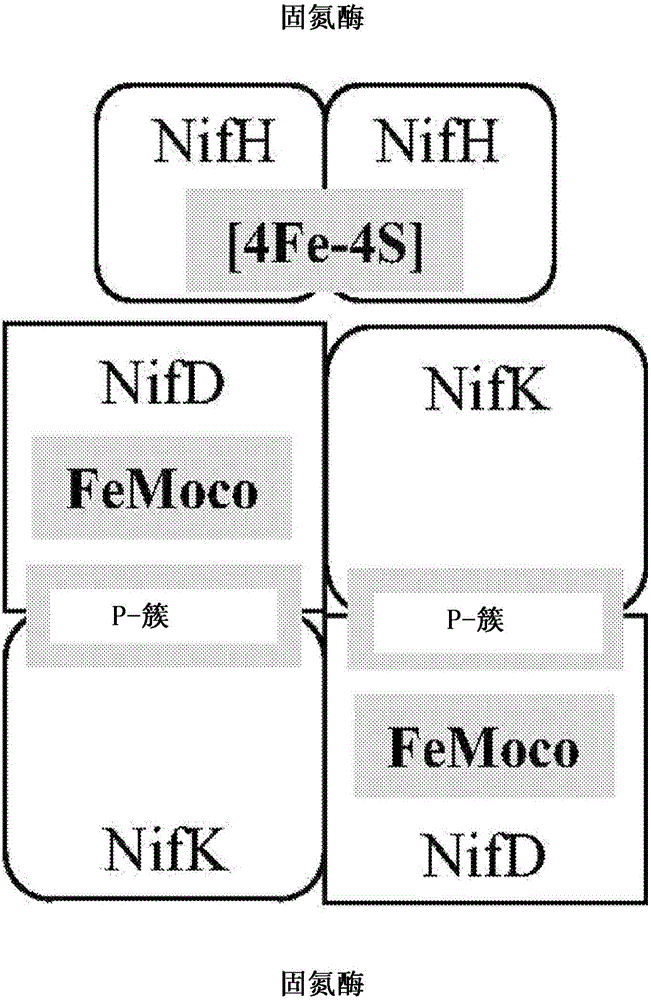 Plant self nitrogen fixation by mimicking prokaryotic pathways