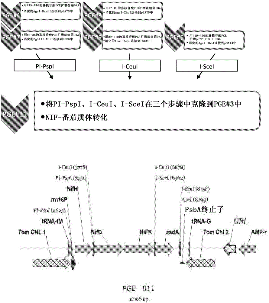 Plant self nitrogen fixation by mimicking prokaryotic pathways