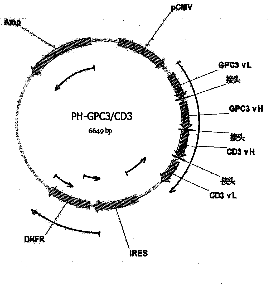 Bispecific antibody aiming at phosphatidylinositols protein polysaccharide-3 and T cell antigen