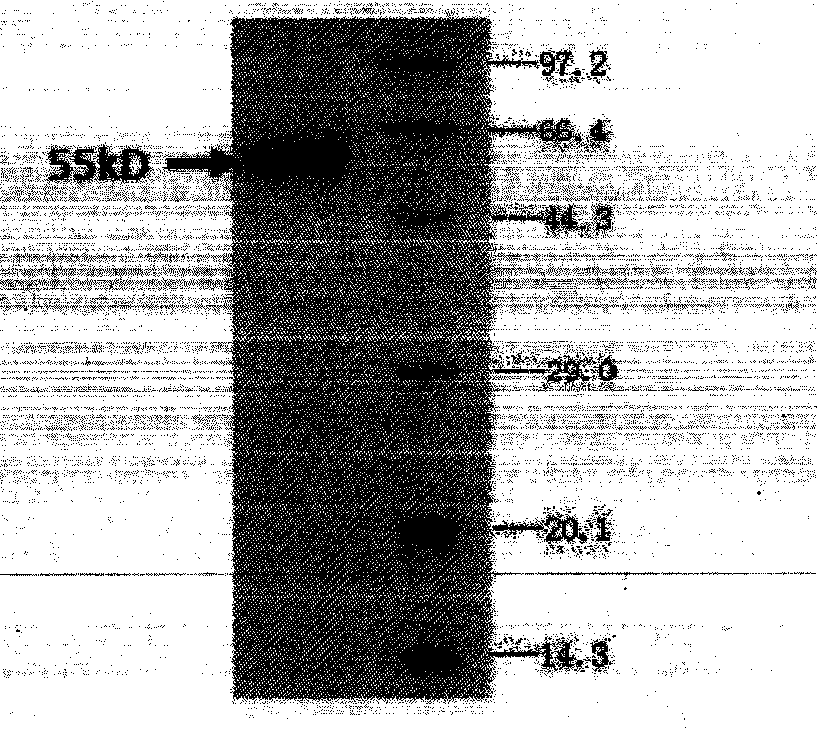 Bispecific antibody aiming at phosphatidylinositols protein polysaccharide-3 and T cell antigen