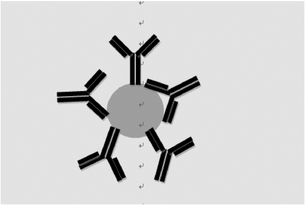 Protein G coated Sundan red I immunoaffinity column and preparation method thereof