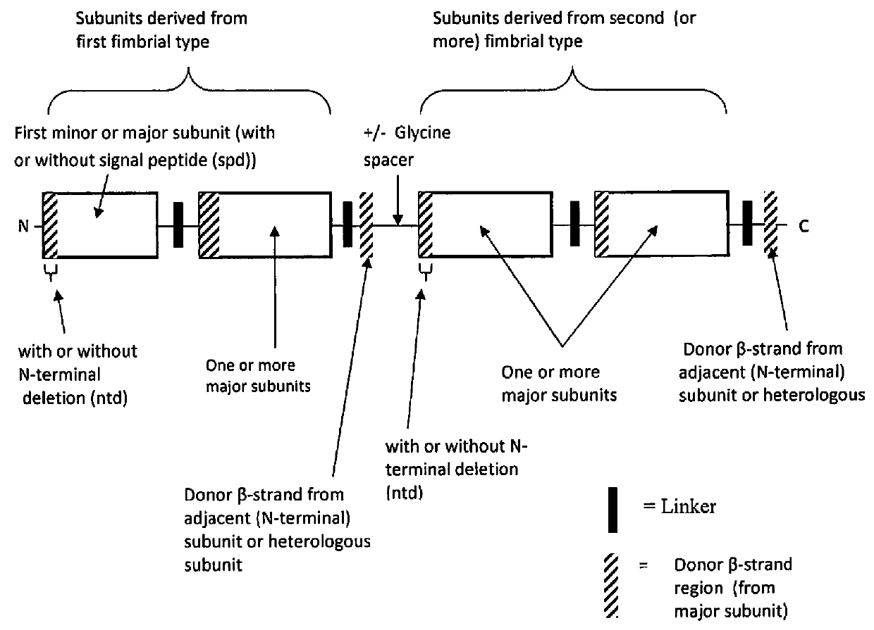 Recombinant polypeptide construct comprising multiple enterotoxigenic Escherichia coli fimbrial subunits