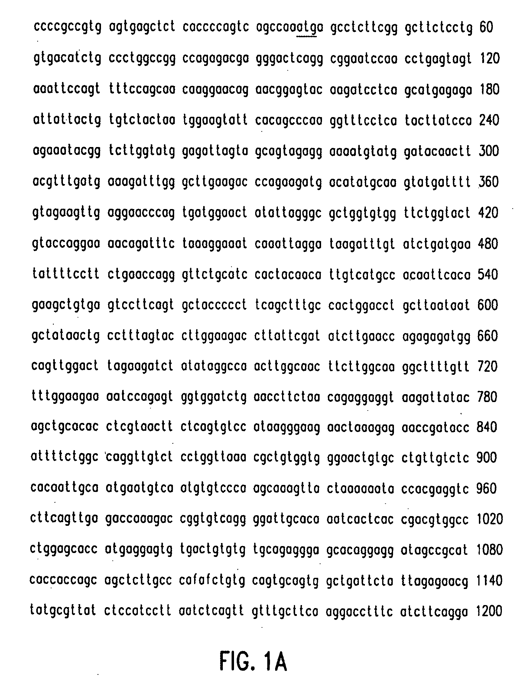 Composition and method for modulating vasculogenesis for angiogenesis