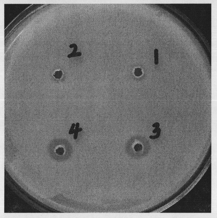 Animal intestinal mucosa extract and preparation method as well as application thereof