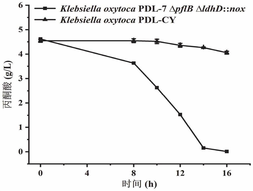 Method for improving capacity of producing pyruvic acid with engineering bacteria by knocking out pyruvic acid transport protein genes