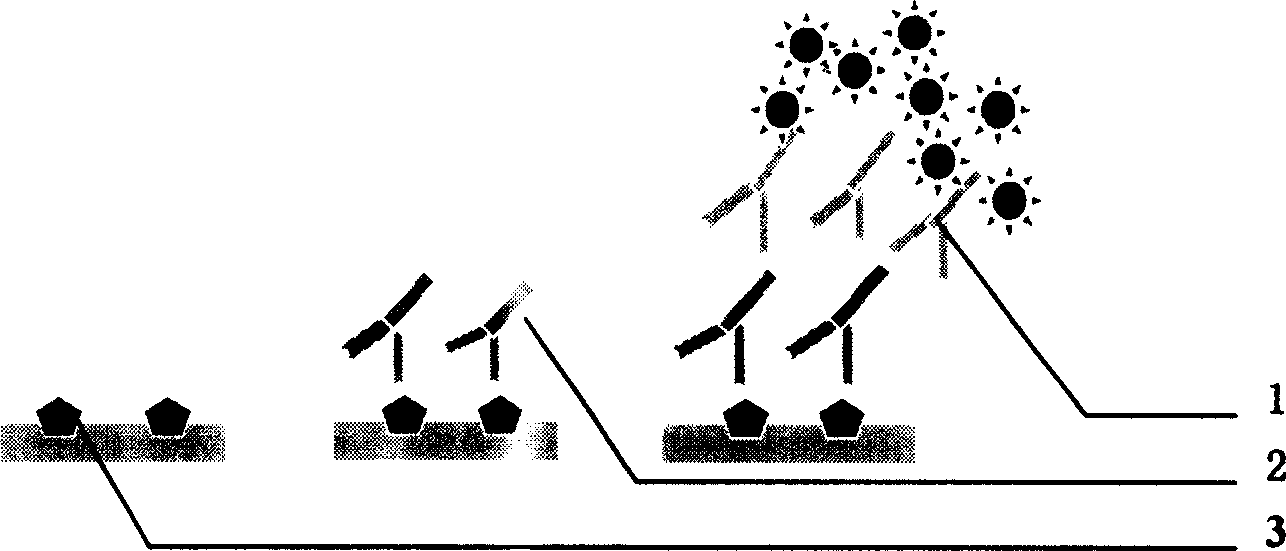 Monoclonal antibody of anti lymphocyst virus of and preparation method