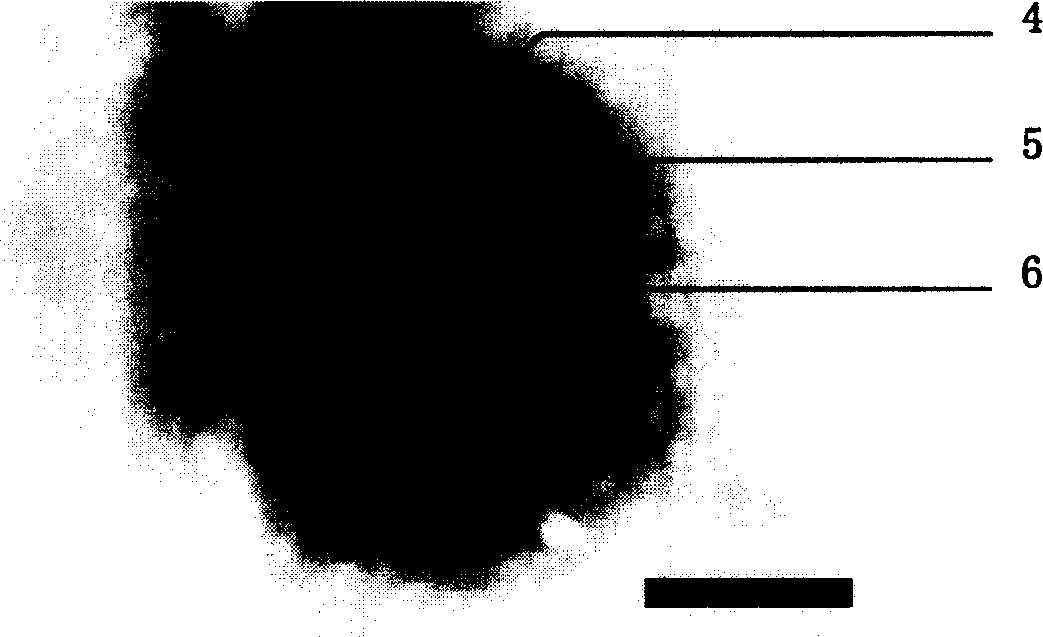 Monoclonal antibody of anti lymphocyst virus of and preparation method