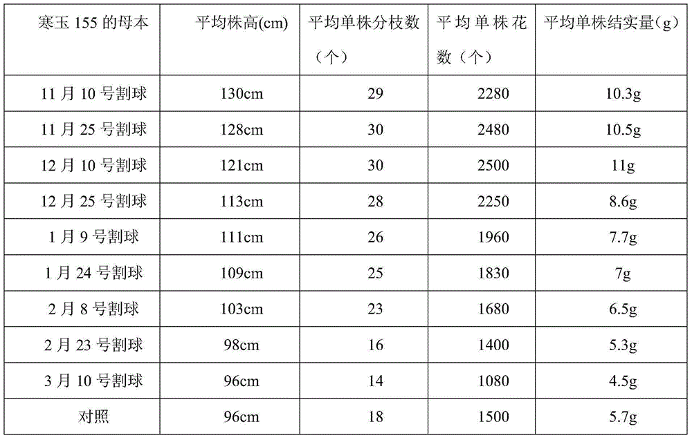 Method for improving wild cabbage seed production yield