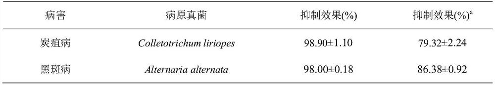 Application of streptomyces diastatochromogenes metabolite in prevention and treatment of black spot and anthracnose of Zhejiang ophiopogon japonicus