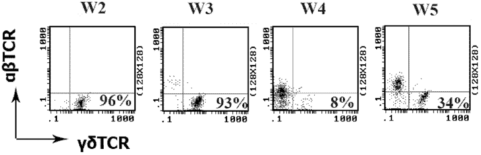 Dominant sequence of delta 1 chain complementary determining region (CDR) 3 in gamma delta T lymphocytes, and T cell receptor (TCR) transfected cells and application thereof