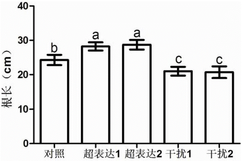 Application of amino acid transport gene OsANT1 in paddy rice breeding