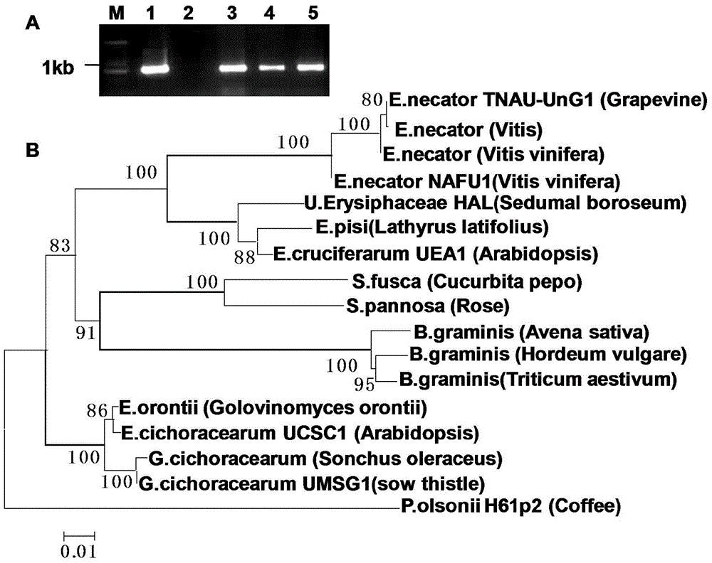 Method for rapidly identifying disease resistance by inoculating grape powdery mildew to detached grape leaf