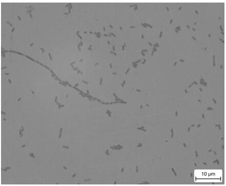 Lactobacillus plantarum, preparation method therefor and application of lactobacillus plantarum