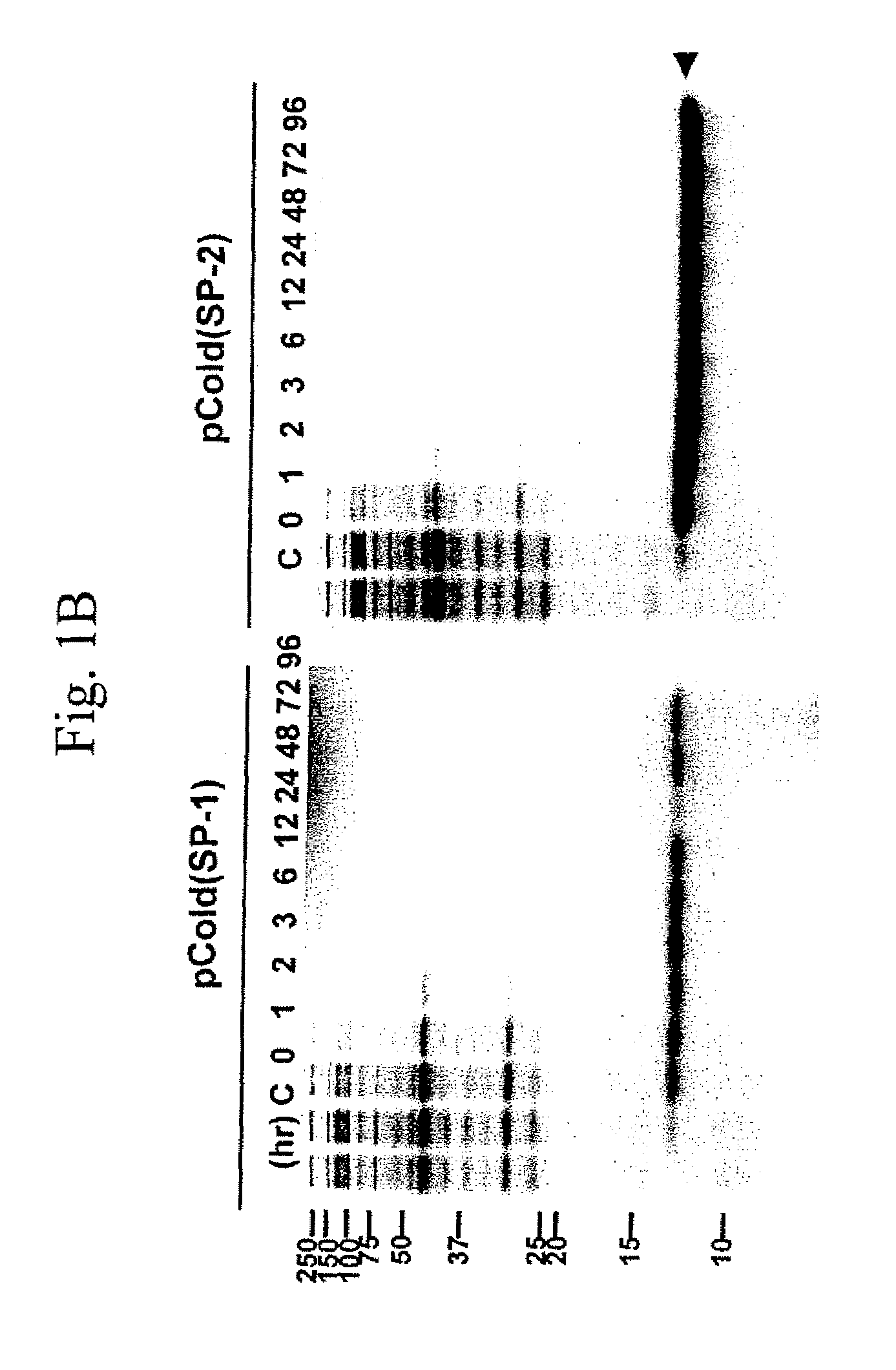 Single protein production in living cells facilitated by a messenger RNA interferase