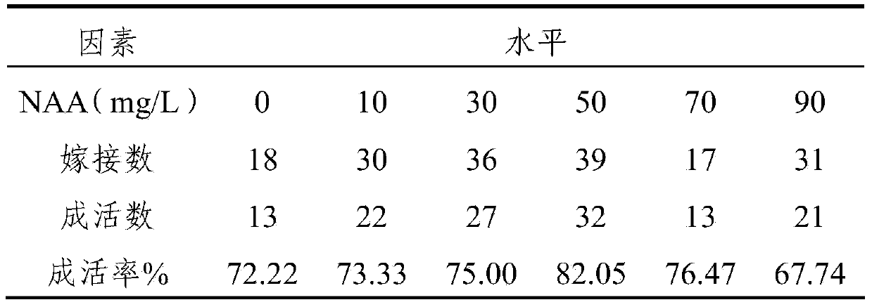 Healing agent for jujube grafting and application method thereof