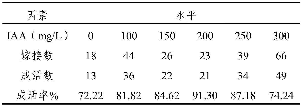 Healing agent for jujube grafting and application method thereof