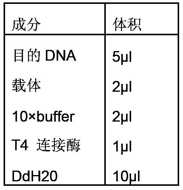 High efficiency probiotic and preparation method thereof