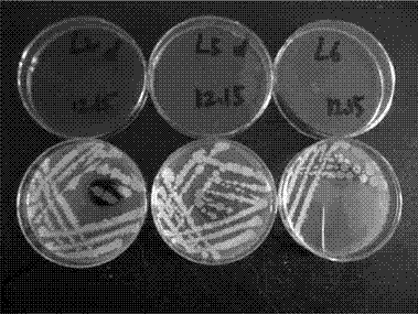 Composite fungicide for peanuts to resist continuous cropping, as well as preparation method and applications thereof