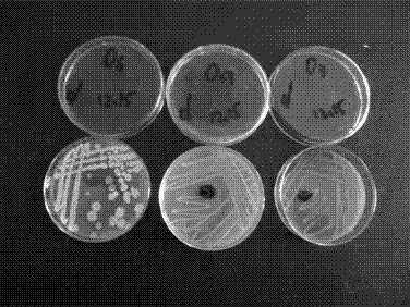 Composite fungicide for peanuts to resist continuous cropping, as well as preparation method and applications thereof