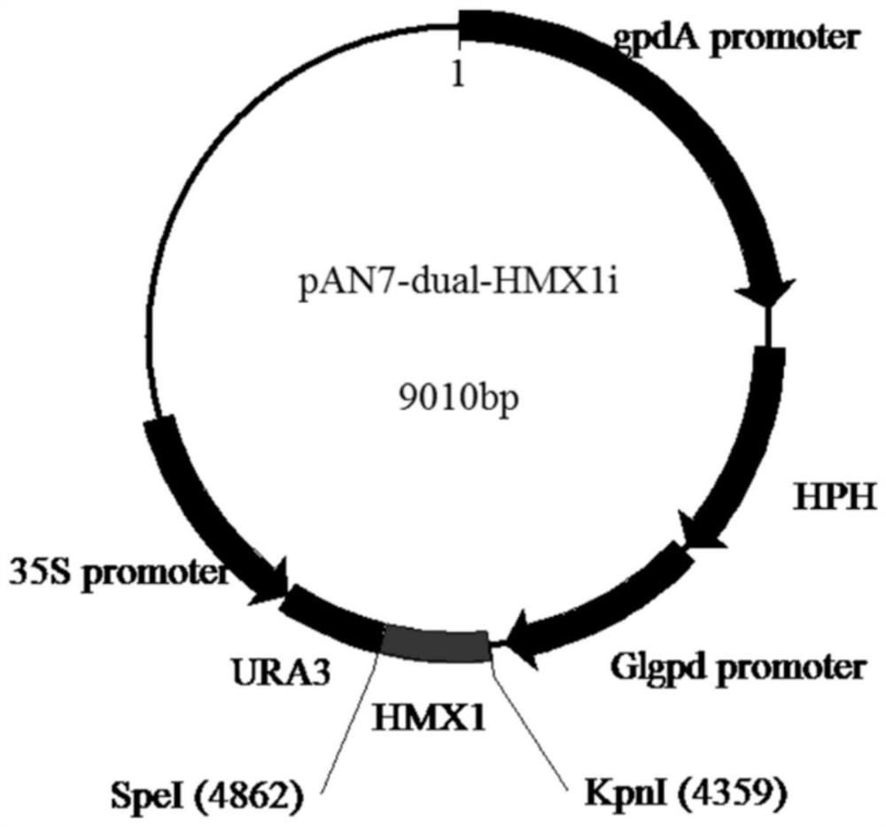 Heme oxygenase gene and effect of heme oxygenase gene in regulation and control of ganoderma lucidum polysaccharide biosynthesis