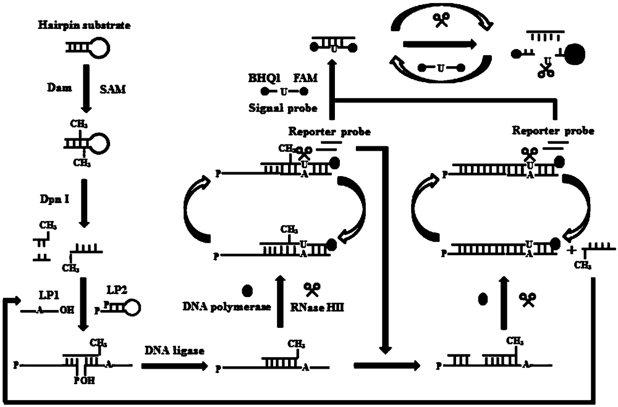 Kit and method for detecting activity of DNA methyltransferase